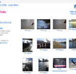 Whale photos on Flickr